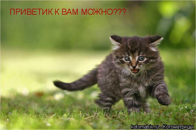 Котоматрица: ПРИВЕТИК К ВАМ МОЖНО???