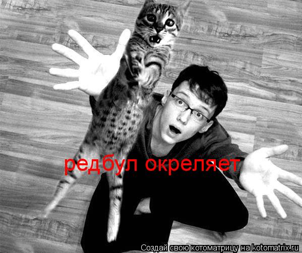 Котоматрица: редбул окреляет