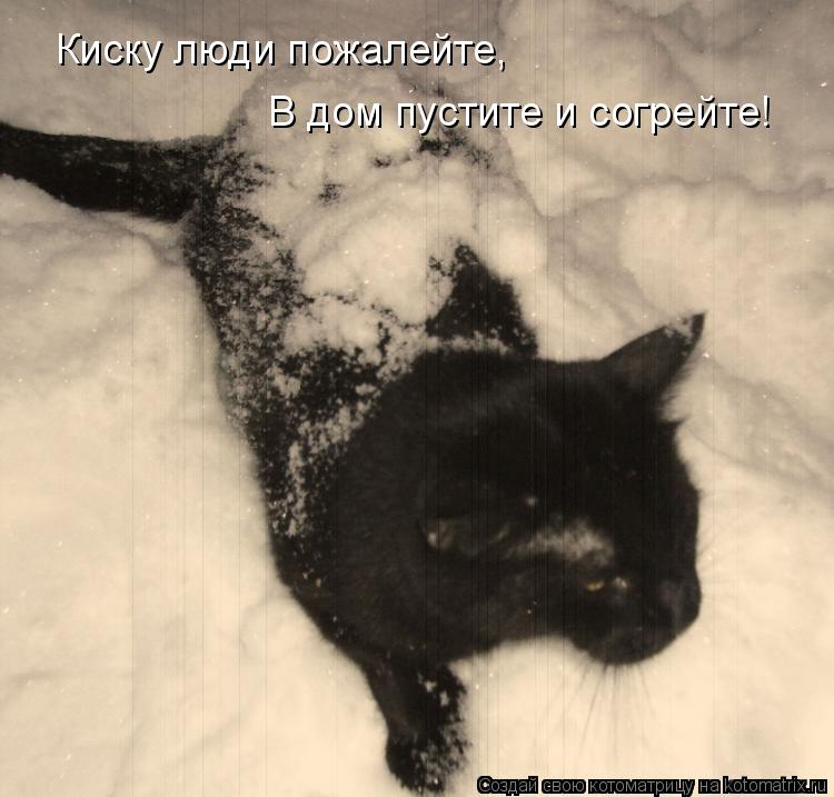 Киску люди пожалейте, В дом пустите и согрейте!... Котоматрица: Киску люди пожалейте, В дом пустите и согрейте!