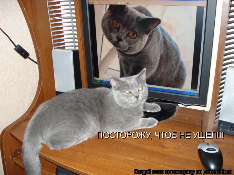 Котоматрица: ПОСТОРОЖУ, ЧТОБ НЕ УШЕЛ!!!