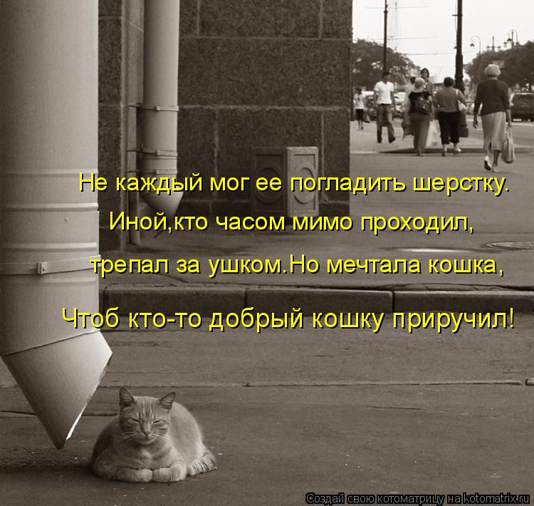 Котоматрица: Не каждый мог ее погладить шерстку. Иной,кто часом мимо проходил, трепал за ушком.Но мечтала кошка, Чтоб кто-то добрый кошку приручил!