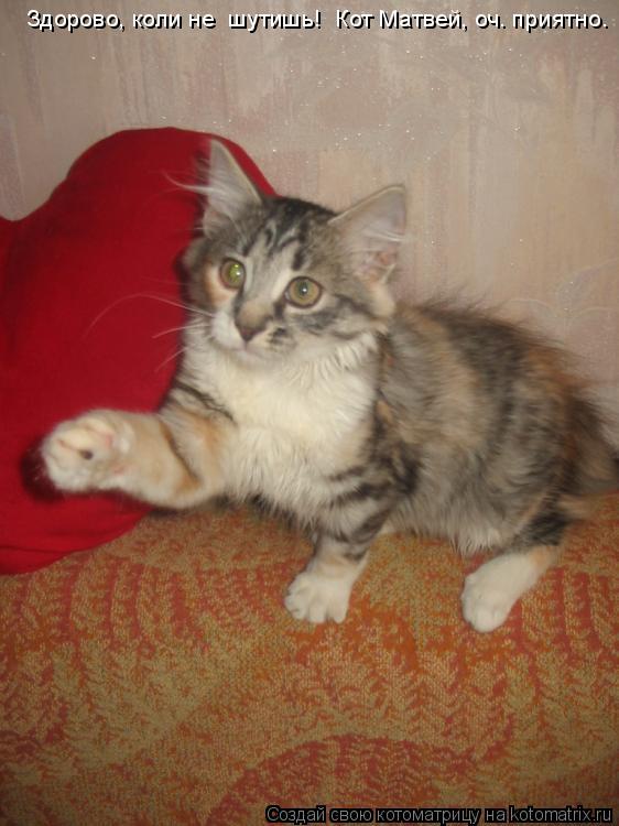 Котоматрица: Здорово, коли не  шутишь!  Кот Матвей, оч. приятно.
