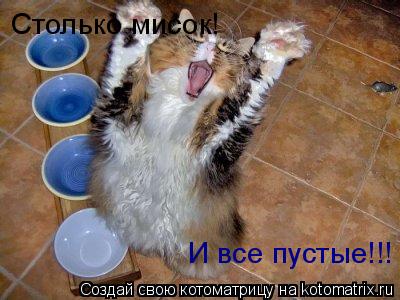 Столько мисок! И все пустые!!!... Котоматрица: Столько мисок! И все пустые!!!