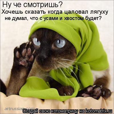 Котоматрица: Ну че смотришь? Хочешь сказать когда цаловал лягуху  не думал, что с усами и хвостом будет?