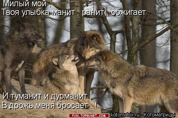 Котоматрица: Милый мой , И туманит и дурманит , Твоя улыбка манит , ранит , обжигает . В дрожь меня бросает ..!