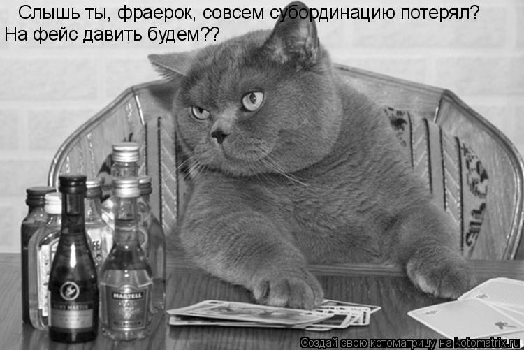 Котоматрица: Слышь ты, фраерок, совсем субординацию потерял? На фейс давить будем??