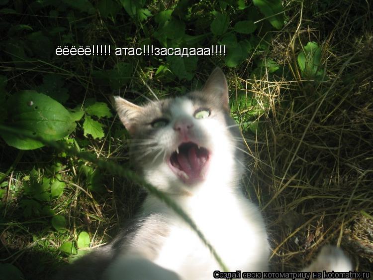 Котоматрица: ёёёёё!!!!! атас!!!засадааа!!!!