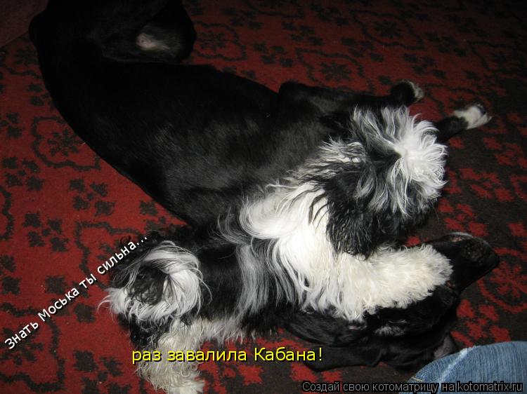 Котоматрица: Знать Моська ты сильна... раз завалила Кабана!