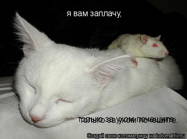 Котоматрица: я вам заплачу, только за ухом почешите. только за ухом почешите.