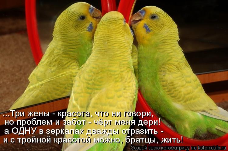 ...Три жены - красота, что ни говори, но проблем и забот - чёрт меня дери! а ОДНУ в зеркалах дважды о... Котоматрица: ...Три жены - красота, что ни говори, но проблем и забот - чёрт меня дери! а ОДНУ в зеркалах дважды отразить - и с тройной красотой можно, братцы,