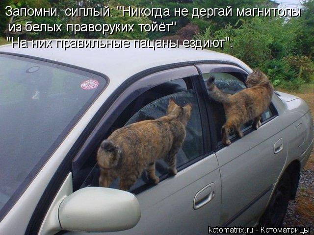 Запомни, сиплый: "Никогда не дергай магнитолы из белых праворуких тойёт" из белых праворуких тойёт"... Котоматрица: Запомни, сиплый: "Никогда не дергай магнитолы из белых праворуких тойёт" из белых праворуких тойёт" "На них правильные пацаны ездиют".