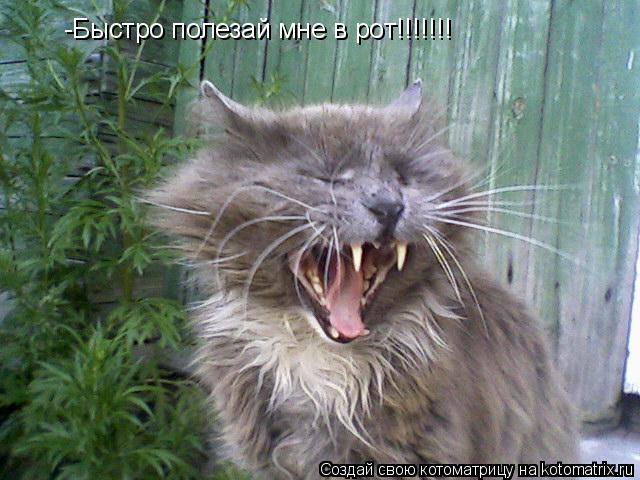 -Быстро полезай мне в рот!!!!!!!... Котоматрица: -Быстро полезай мне в рот!!!!!!!