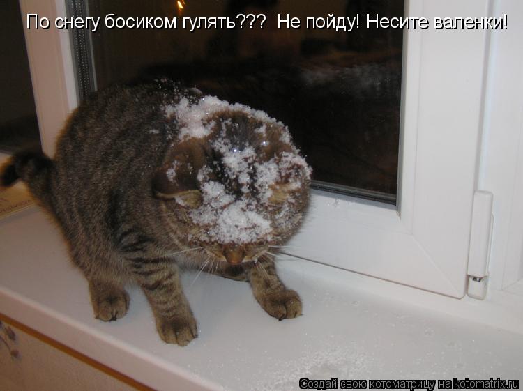 По снегу босиком гулять??? Не пойду! Несите валенки!... Котоматрица: По снегу босиком гулять??? Не пойду! Несите валенки!
