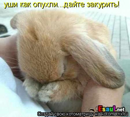 Котоматрица: уши как опухли...дайте закурить!