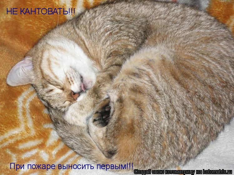 Котоматрица: НЕ КАНТОВАТЬ!!! При пожаре выносить первым!!!