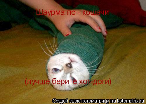 Шаурма по - кошачи (лучше берите хот-доги)... Котоматрица: Шаурма по - кошачи (лучше берите хот-доги)