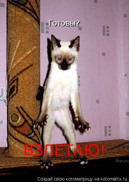 Котоматрица: Готовы?  ВЗЛЕТАЮ!