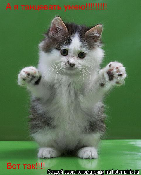 А я танцевать умею!!!!!!!!! Вот так!!!!... Котоматрица: А я танцевать умею!!!!!!!!! Вот так!!!!