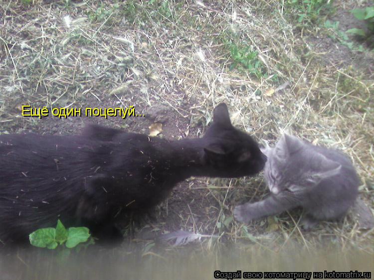 Котоматрица: Ещё один поцелуй...