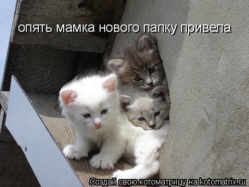 Котоматрица: опять мамка нового папку привела