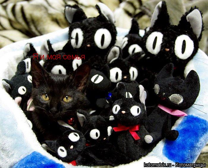 Котоматрица: Я и моя семья