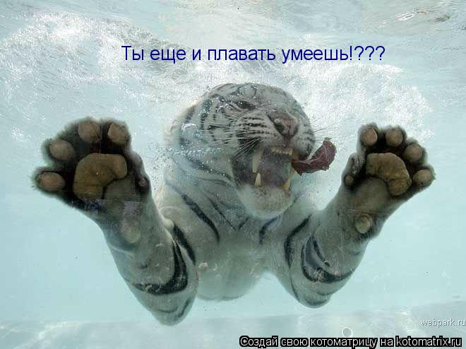 Котоматрица: Ты еще и плавать умеешь!???