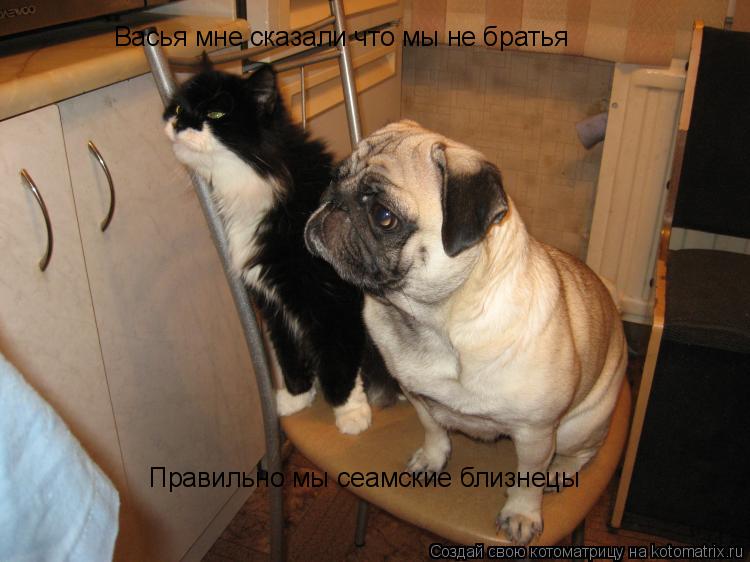 Котоматрица: Васья мне сказали что мы не братья  Правильно мы сеамские близнецы