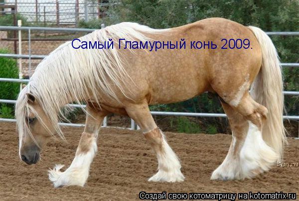 Котоматрица: Самый Гламурный конь 2009.