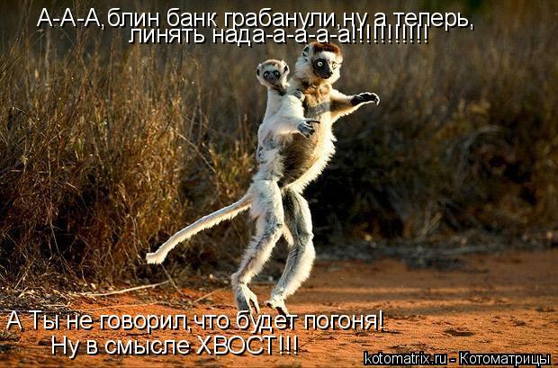 Котоматрица: А-А-А,блин банк грабанули,ну а теперь, линять нада-а-а-а-а!!!!!!!!!!! А Ты не говорил,что будет погоня! Ну в смысле ХВОСТ!!!