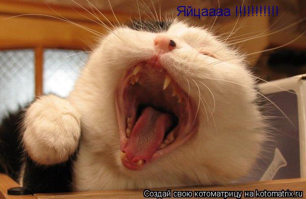 Яйцаааа !!!!!!!!!!!... Котоматрица: Яйцаааа !!!!!!!!!!!
