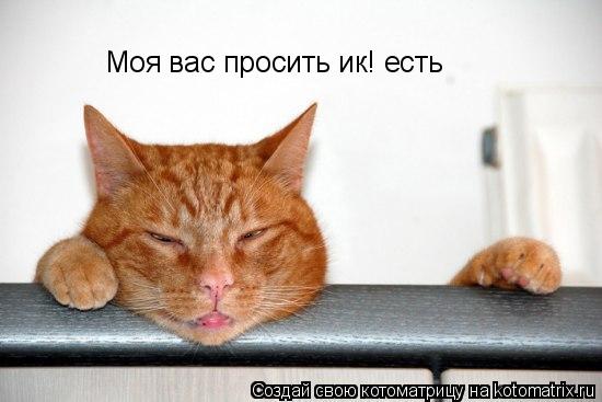 Котоматрица: Моя вас просить ик! есть