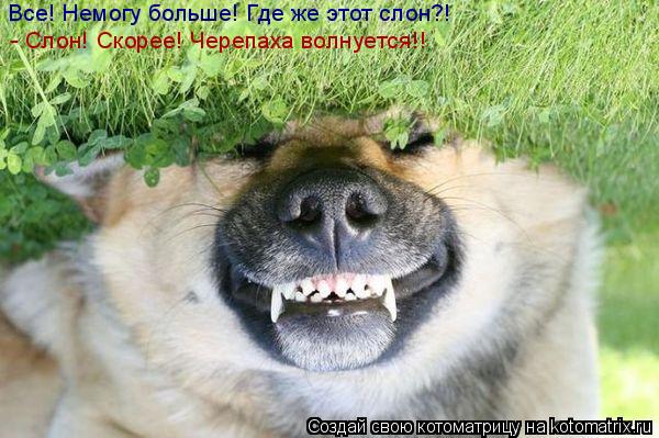 Котоматрица: Все! Немогу больше! Где же этот слон?! - Слон! Скорее! Черепаха волнуется!!