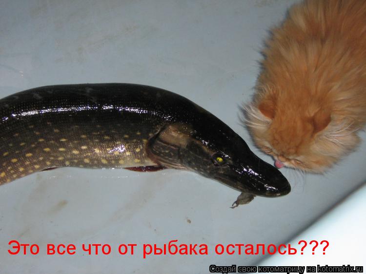 Это все что от рыбака осталось???... Котоматрица: Это все что от рыбака осталось???