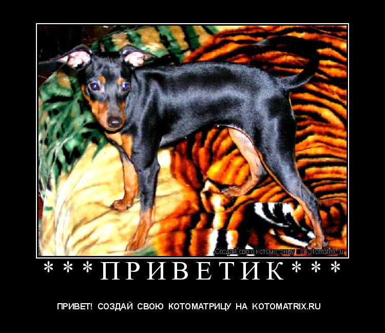 * * * П Р И В Е Т И К * * * ... Котоматрица: * * * П Р И В Е Т И К * * *
