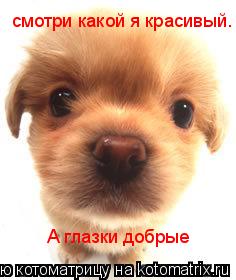 Котоматрица: смотри какой я красивый. А глазки добрые