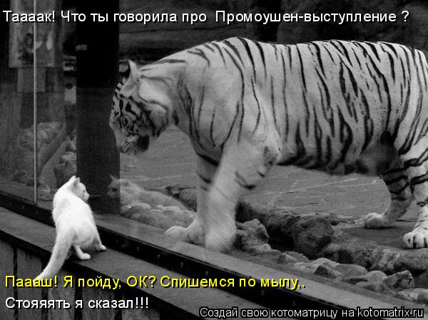 Котоматрица: Паааш! Я пойду, ОК? Спишемся по мылу,. Стояяять я сказал!!! Таааак! Что ты говорила про «Промоушен-выступление»?