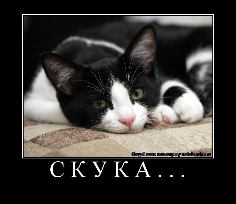 С К У К А . . . ... Котоматрица: С К У К А . . .