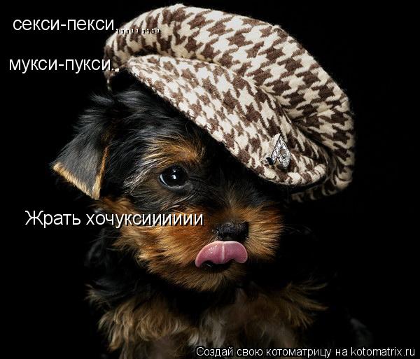 Котоматрица: мукси-пукси.. секси-пекси,,,,,,,,, Жрать хочуксииииии
