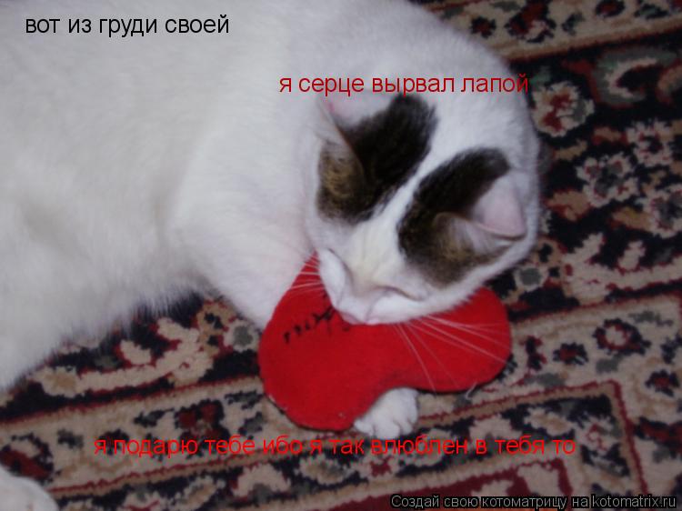 Котоматрица: вот из груди своей я серце вырвал лапой я подарю тебе ибо я так влюблен в тебя то