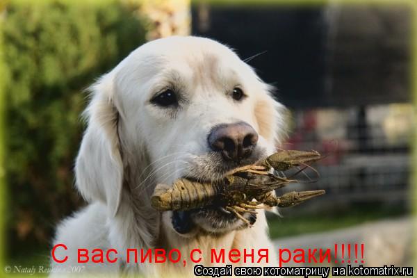 С вас пиво,с меня раки!!!!!... Котоматрица: С вас пиво,с меня раки!!!!!