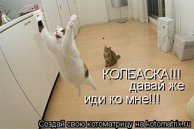 Котоматрица: КОЛБАСКА!!! давай же иди ко мне!!!