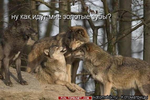 Котоматрица: ну как,идут мне золотые зубы?
