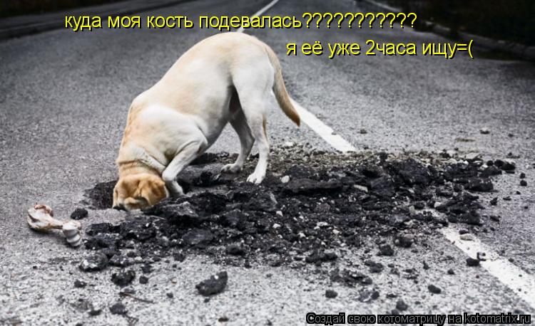 Котоматрица: куда моя кость подевалась??????????? я её уже 2часа ищу=(