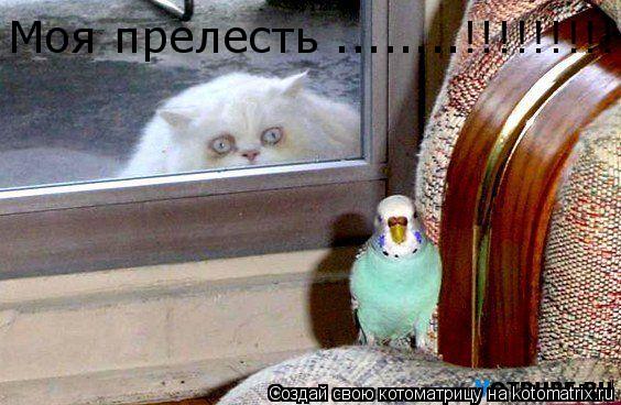 Котоматрица: Моя прелесть ........!!!!!!!!!