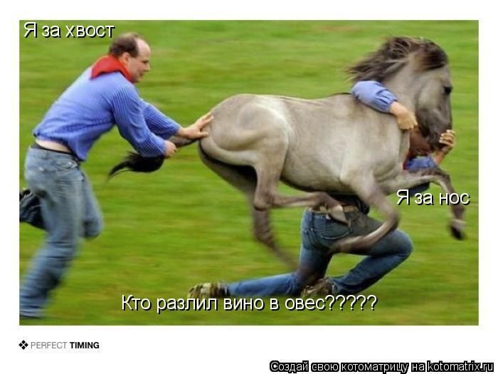 Котоматрица: Я за хвост Я за нос Кто разлил вино в овес?????