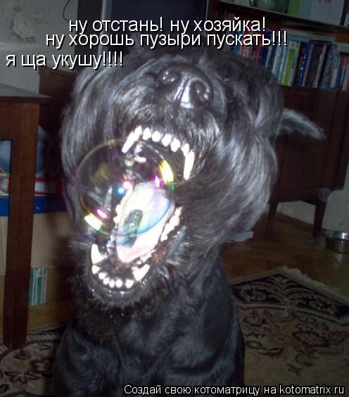 Котоматрица: ну отстань! ну хозяйка!  ну хорошь пузыри пускать!!!  я ща укушу!!!!