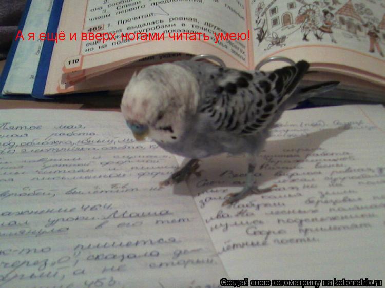 А я ещё и вверх ногами читать умею!... Котоматрица: А я ещё и вверх ногами читать умею!