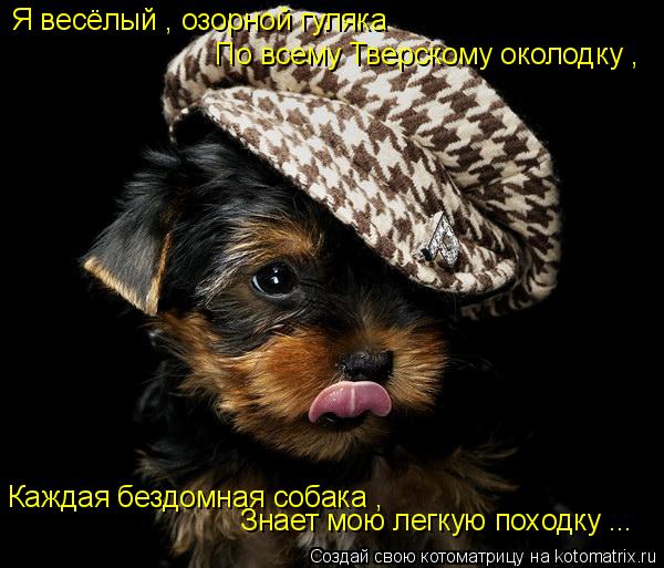 Котоматрица: Я весёлый , озорной гуляка  По всему Тверскому околодку , Каждая бездомная собака , Знает мою легкую походку ...
