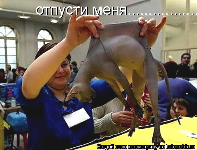 Котоматрица: отпусти меня.................                            сука!!!!!!!