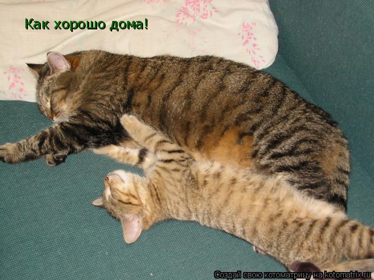 Как хорошо дома!... Котоматрица: Как хорошо дома!